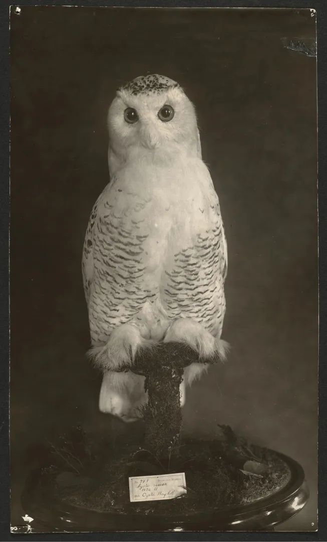 Taxidermied snowy owl specimen mounted on a wooden perch