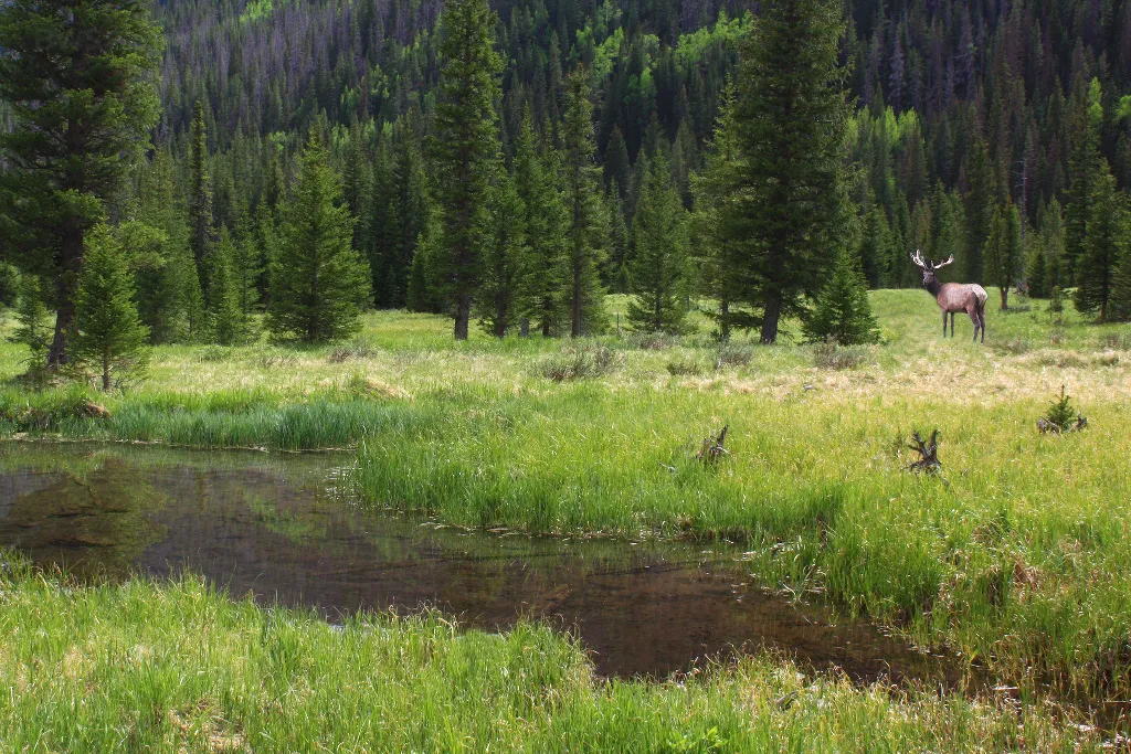 A bull elk with large antlers standing in a green mountain meadow