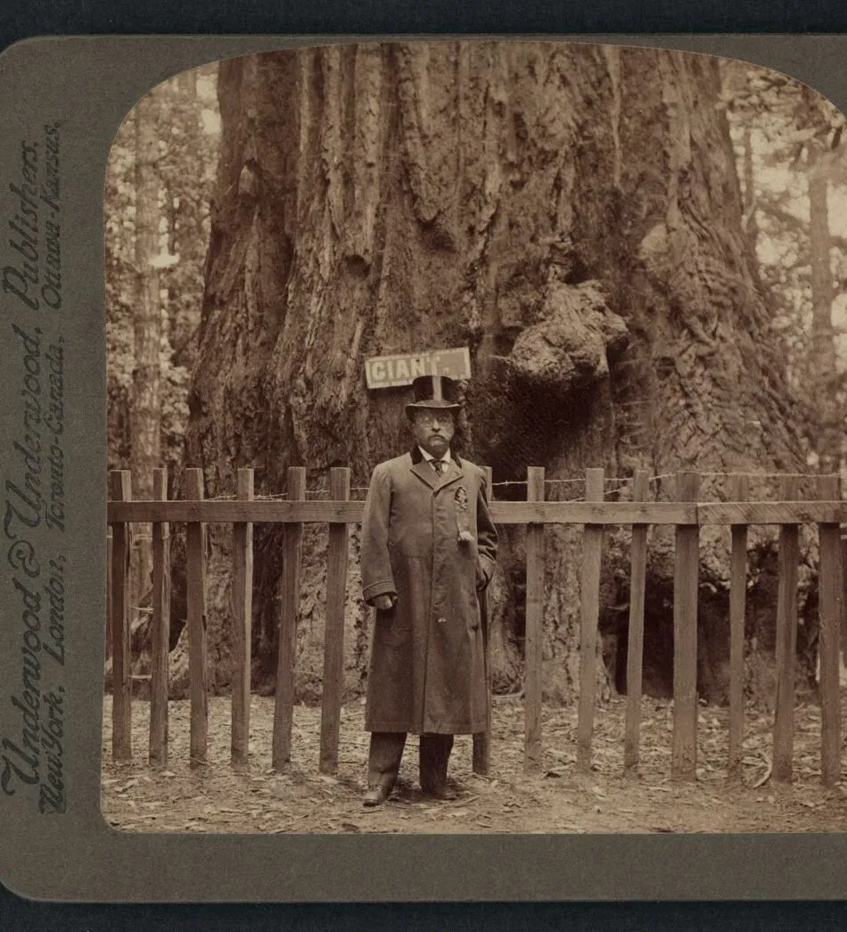 A visitor dwarfed at the base of a giant sequoia in a western forest