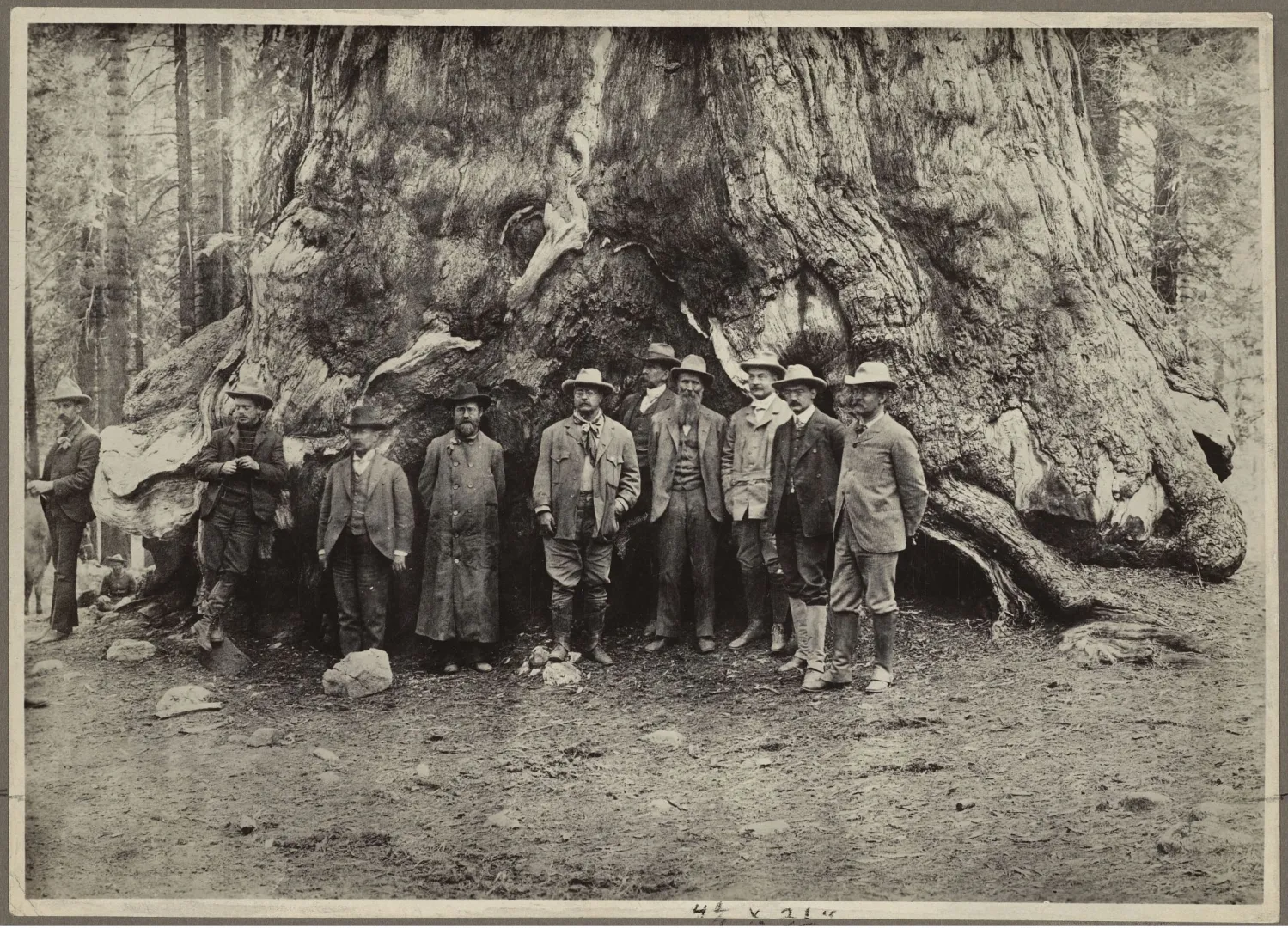 President Theodore Roosevelt’s party standing dwarfed at the base of an enormous giant sequoia in Yosemite