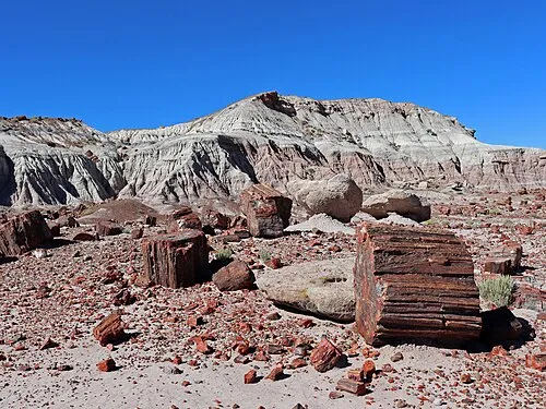 Petrified Forest