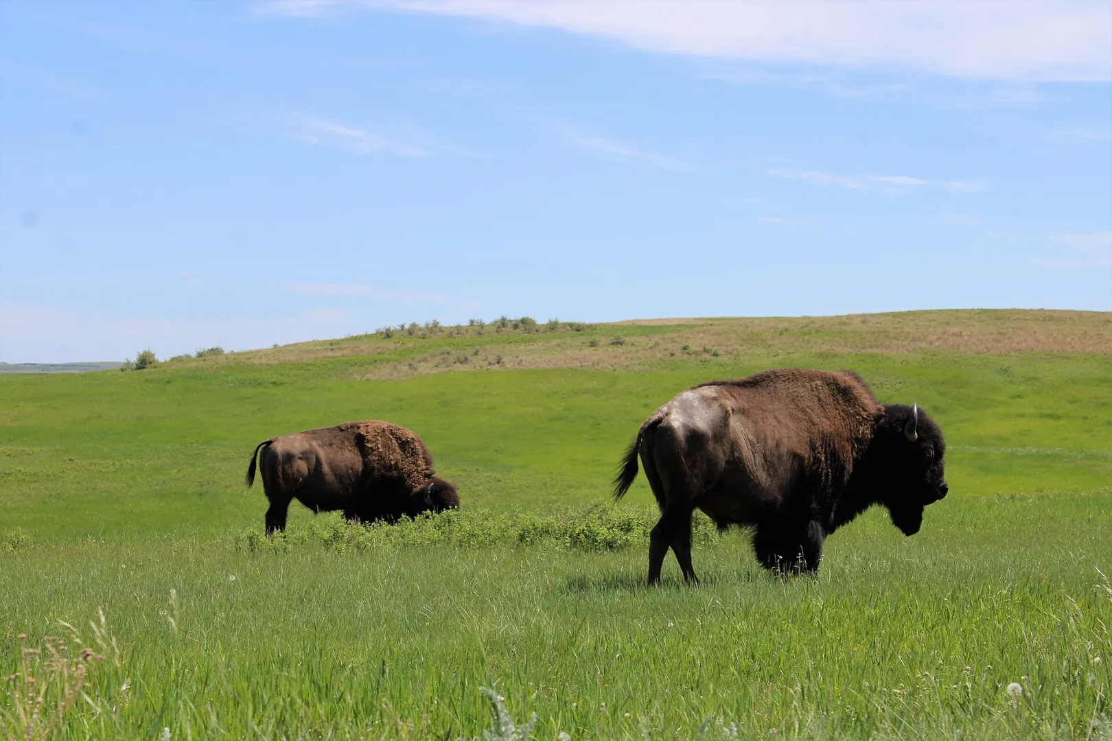 Two American bison grazing on green prairie under a blue sky in Theodore Roosevelt National Park