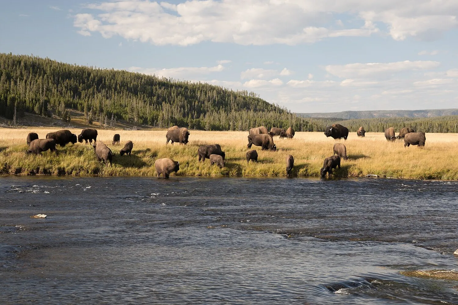 A herd of American bison grazing on grassland beside a river