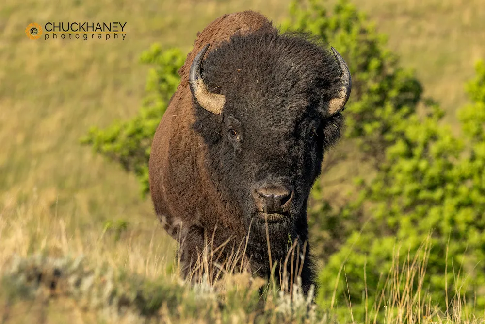 A bison bull in the Theodore Roosevelt National Park
