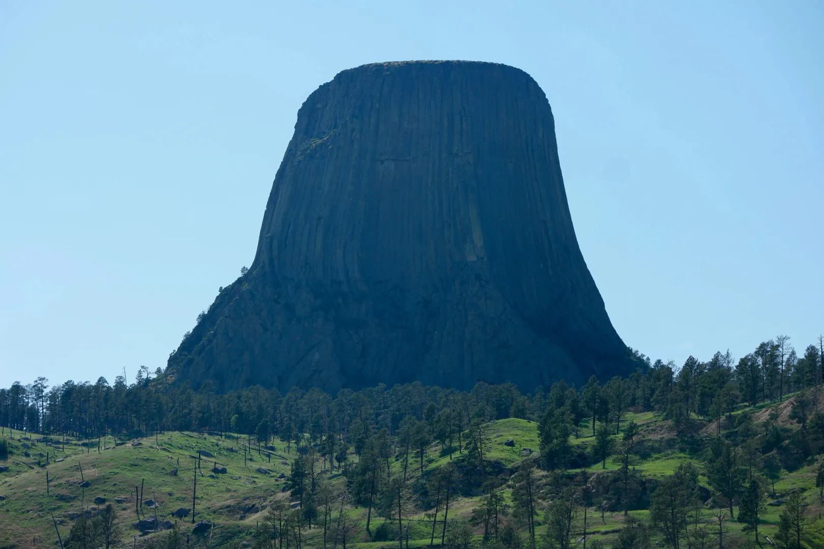 Devils Tower rising above pine-covered slopes in northeastern Wyoming, its fluted columns lit by afternoon sun