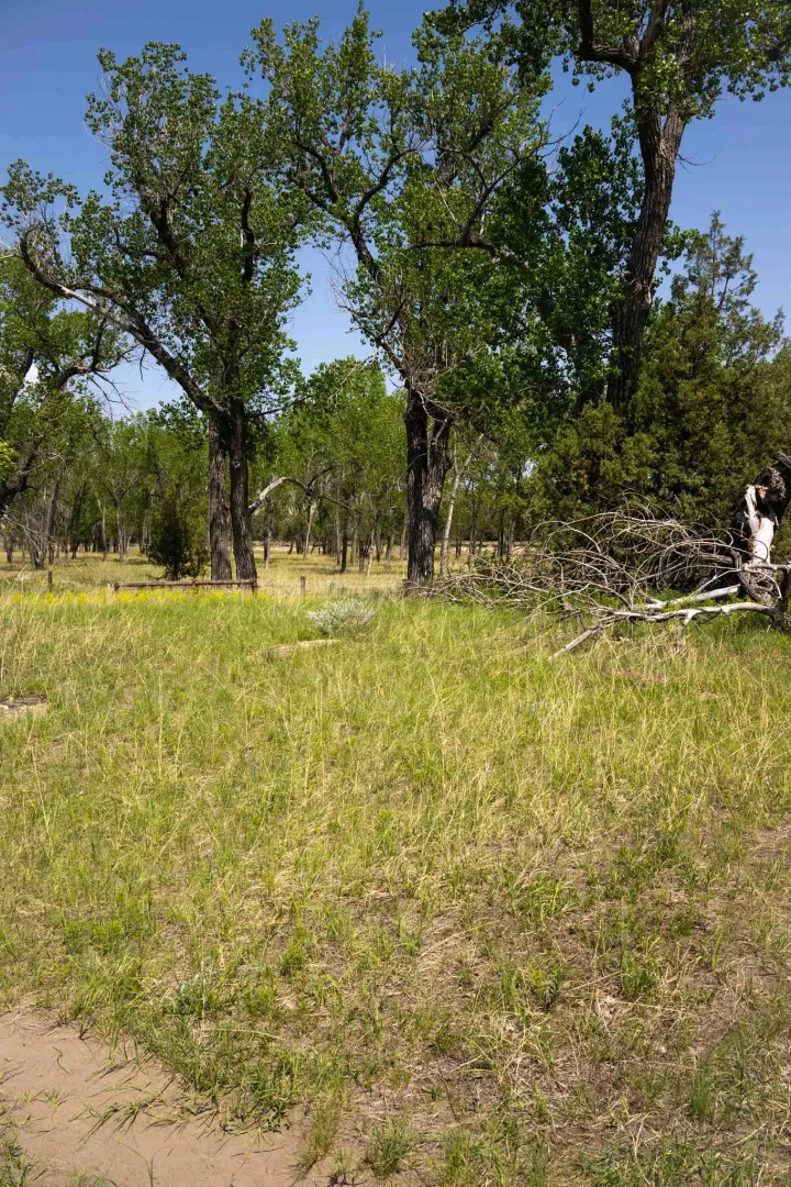 The Elkhorn Ranch site today: open grass and cottonwood trees where the ranch buildings once stood, with no structures remaining