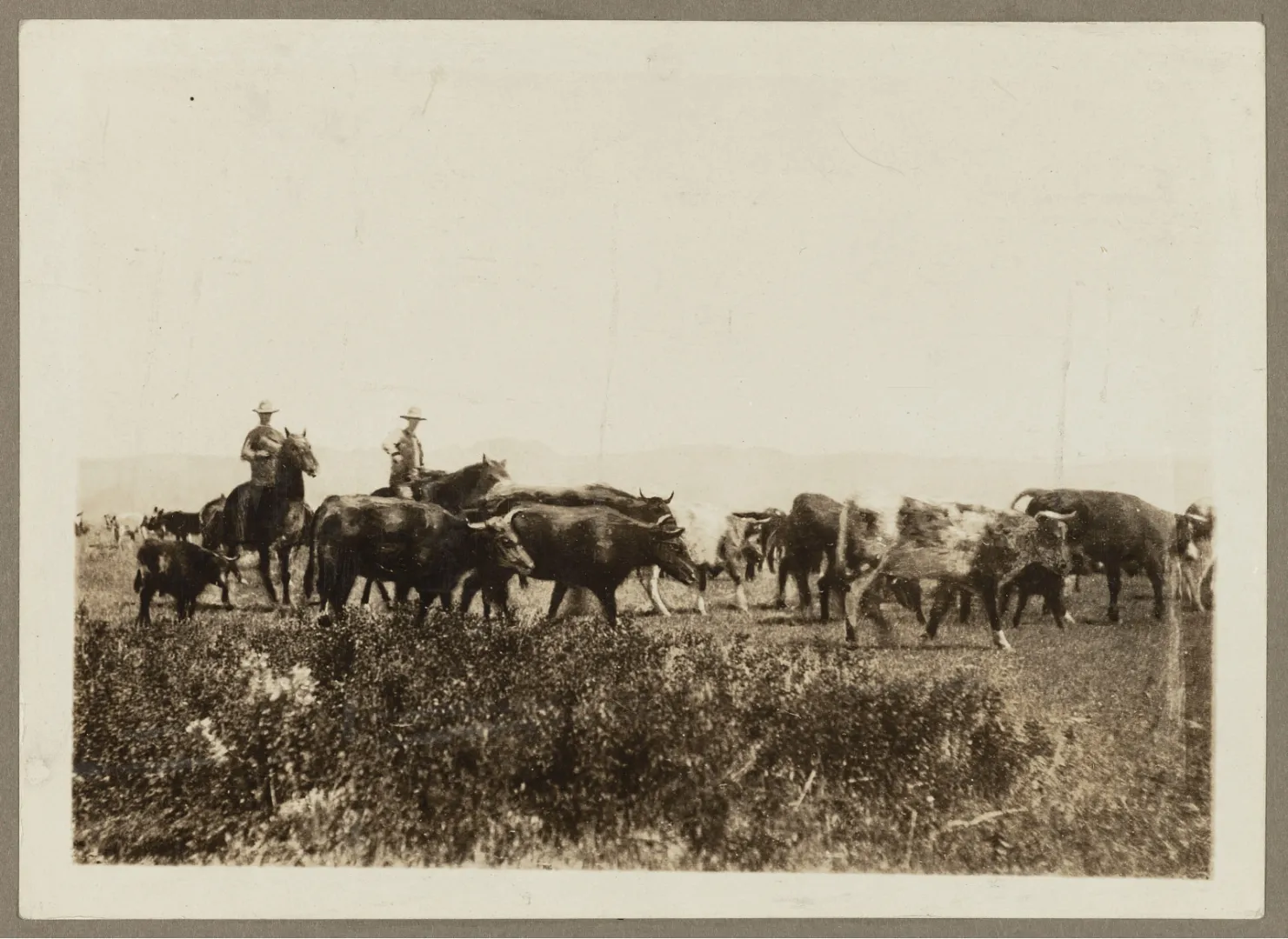 Cowboys on horseback driving a herd of cattle across open range on a Roosevelt Dakota ranch.