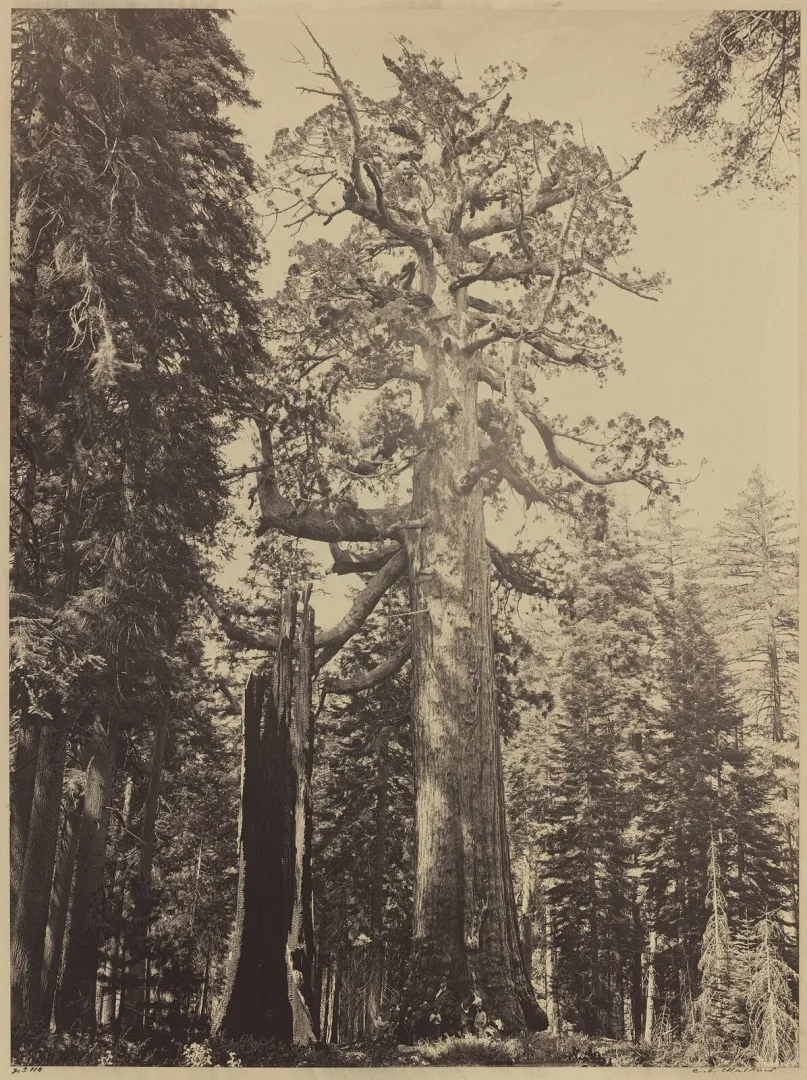 The Grizzly Giant, a giant sequoia in Yosemite's Mariposa Grove