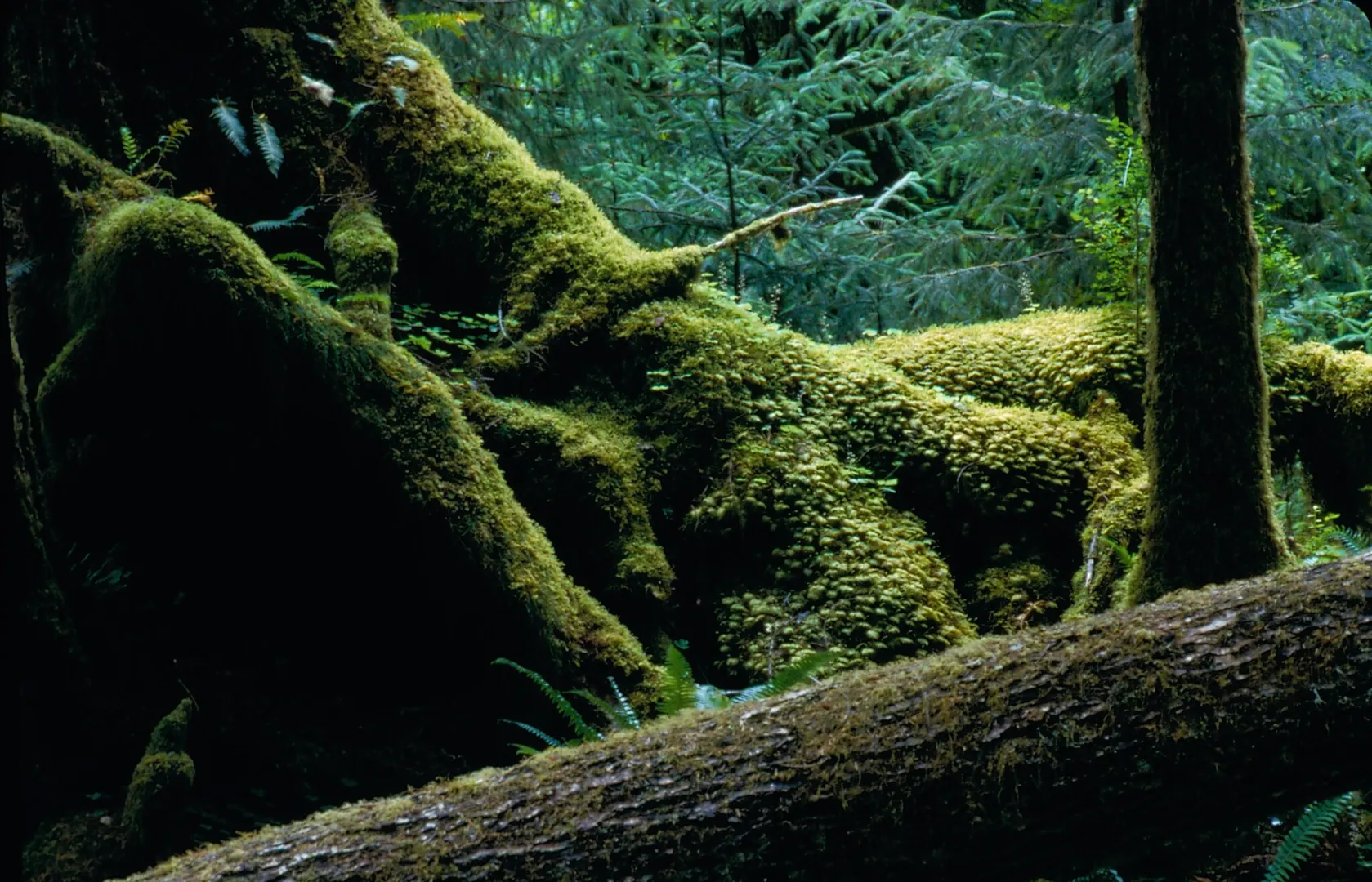 Moss-covered fallen logs and ferns on the forest floor of the Hoh Rain Forest in Olympic National Park, Washington
