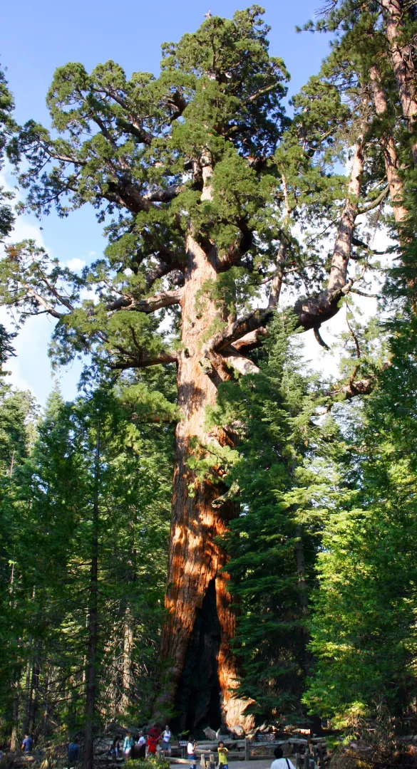 The Grizzly Giant, an enormous ancient giant sequoia towering above the surrounding forest in Mariposa Grove