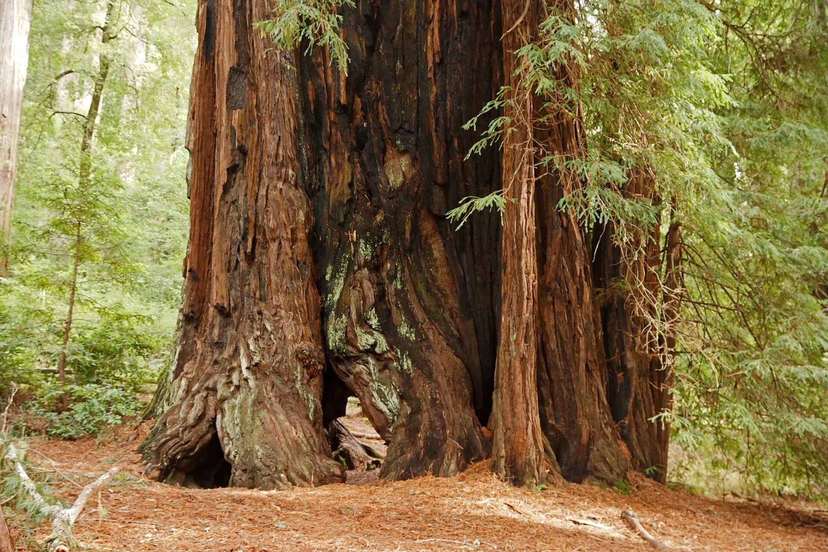 Sunlight filtering through a dense stand of towering old-growth redwood trees