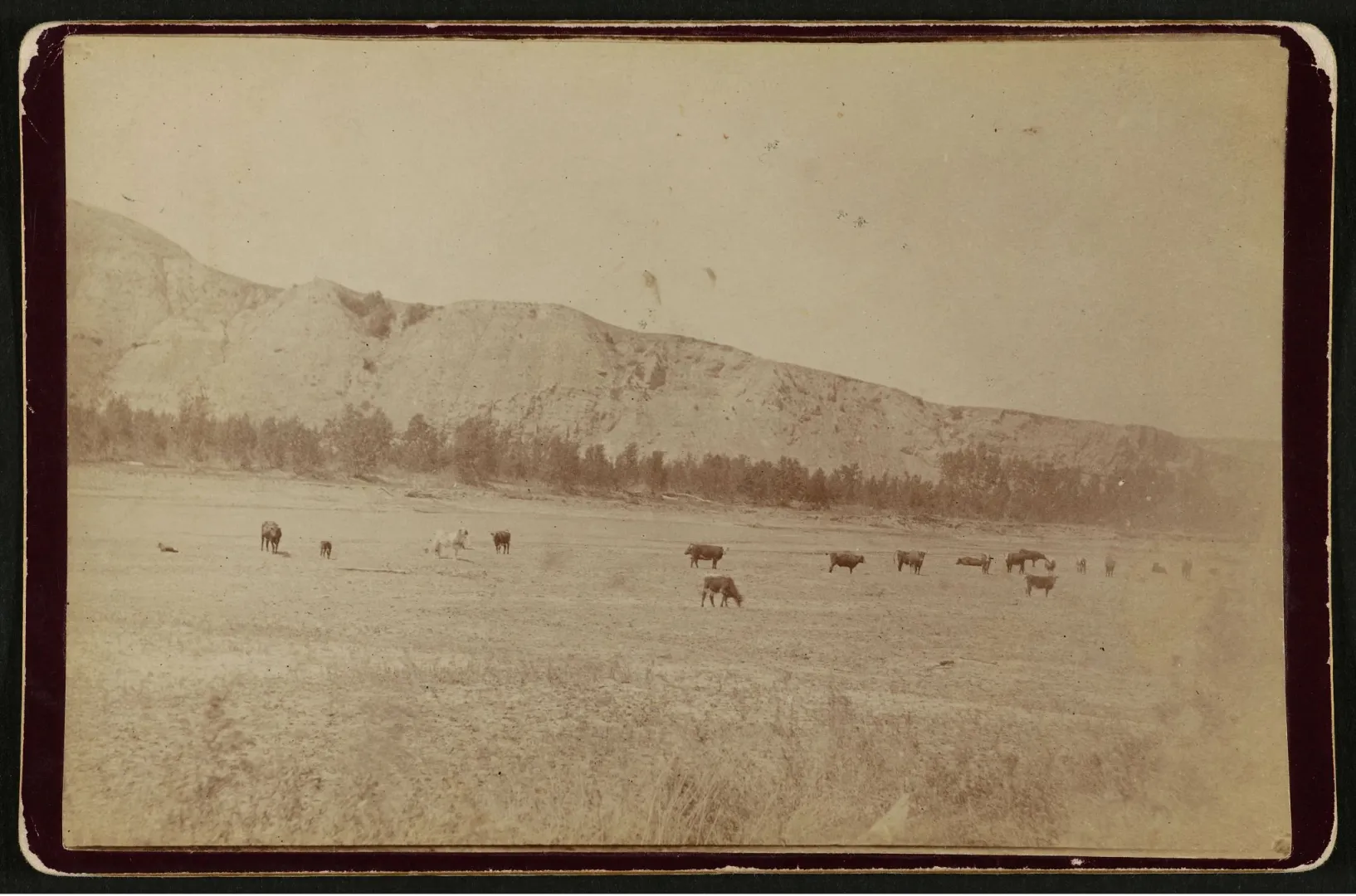 Cattle grazing and watering in the Little Missouri river bottom