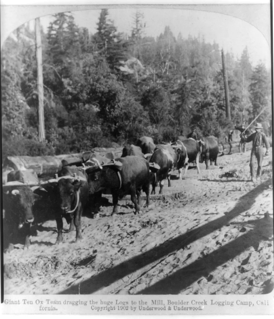 A ten-ox team dragging huge old-growth logs along a muddy skid road to a mill at a California logging camp
