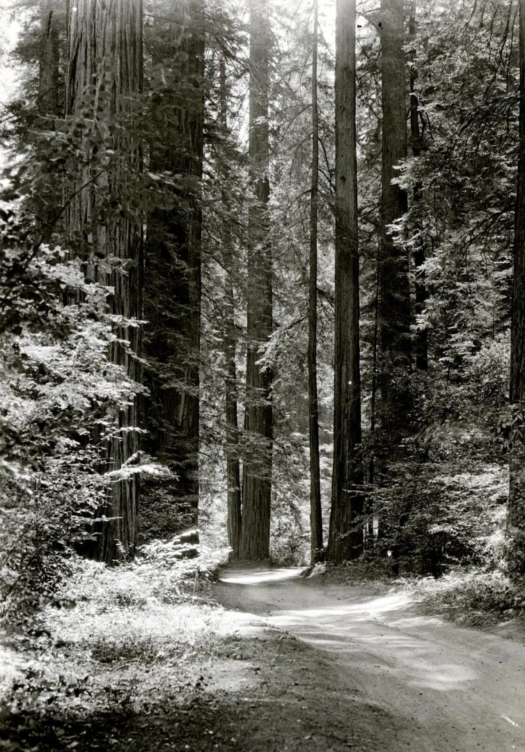 A trail winding through a grove of towering old-growth redwood trees