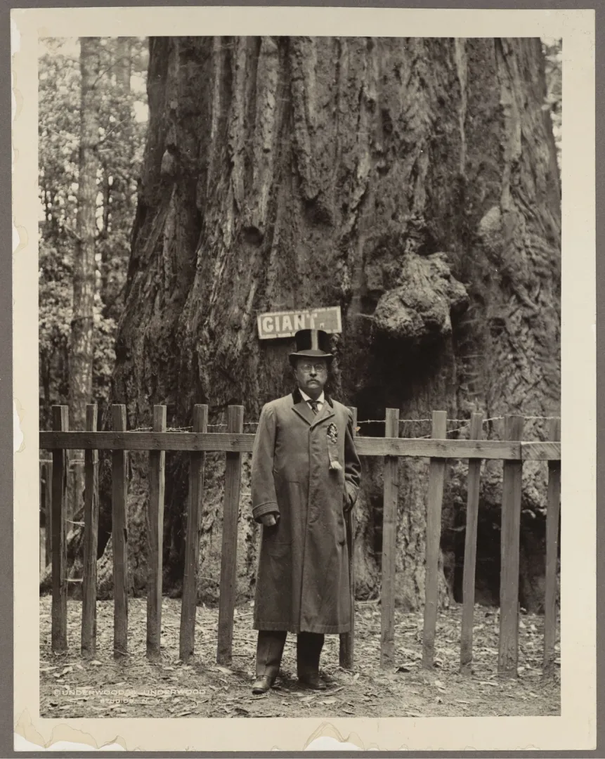 Theodore Roosevelt in a long coat standing before the base of a giant sequoia marked Giant
