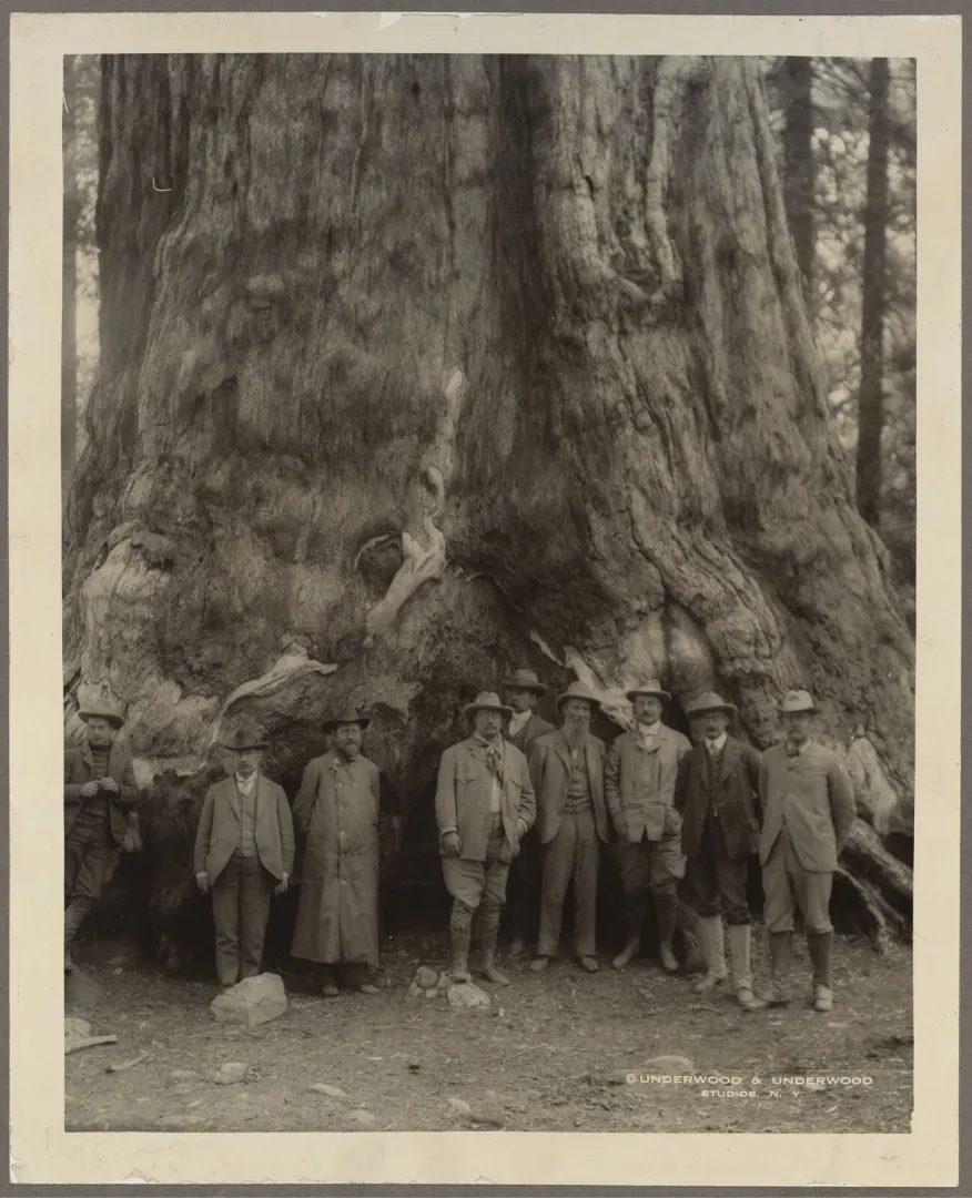A group of men standing at the base of an enormous giant sequoia, dwarfed by its massive trunk
