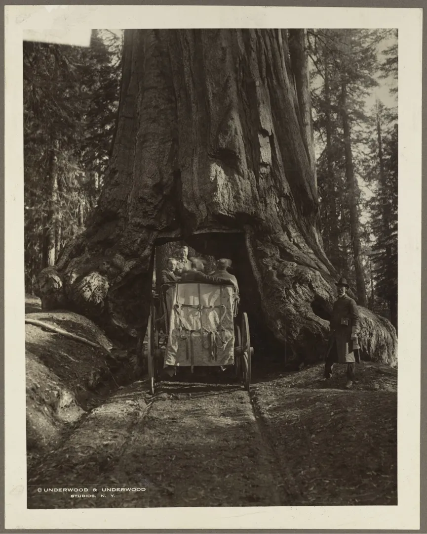 A horse-drawn carriage passing through a tunnel cut in the base of the giant Wawona sequoia in California