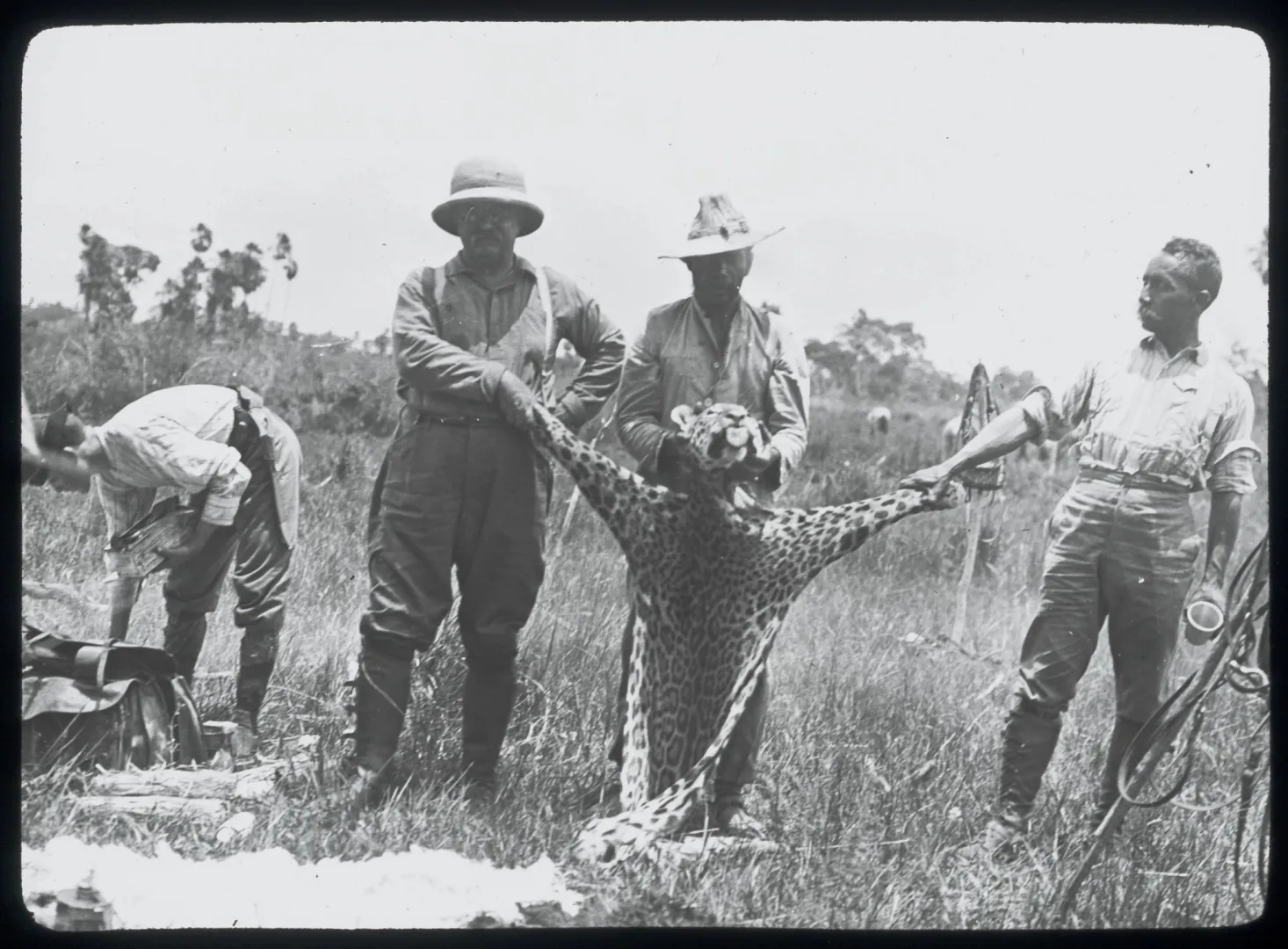 Expedition naturalists displaying a large snake collected in the field