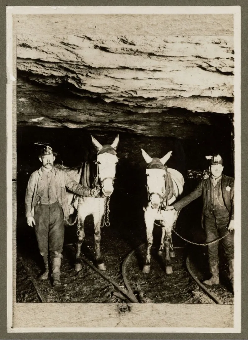 Coal miners with mules at the entrance of an anthracite mine