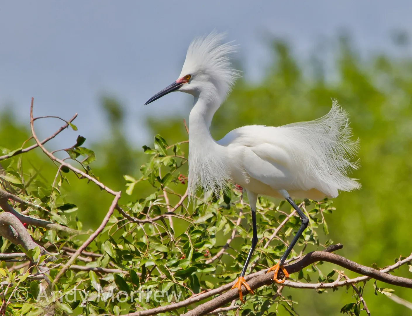 A snowy egret displaying its long, delicate breeding plumes