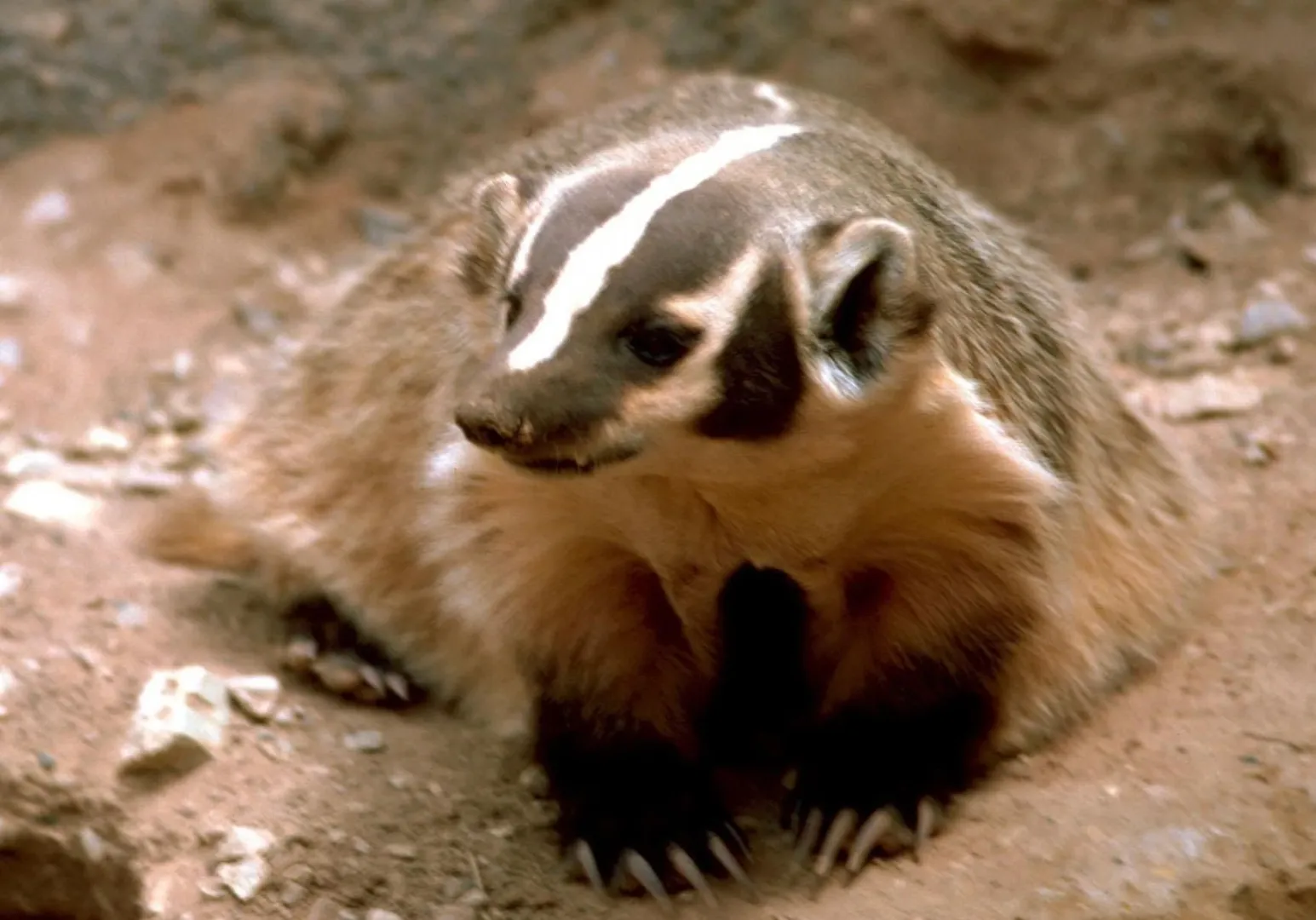 An American badger emerging from its burrow