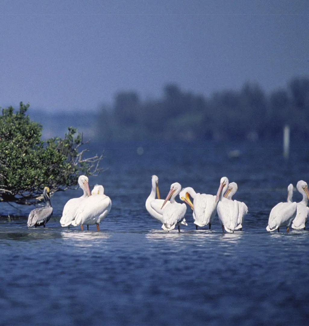 Brown and white pelicans resting in the water at Pelican Island, Florida