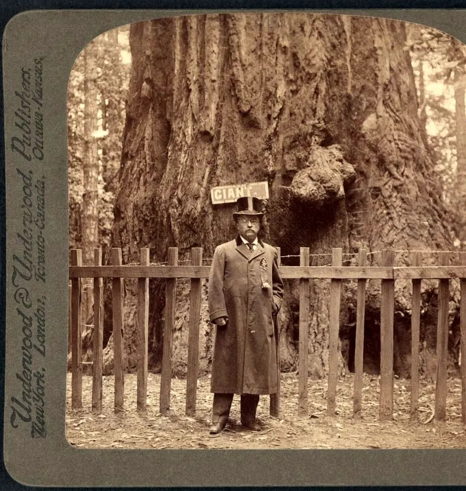 Theodore Roosevelt standing before a giant sequoia tree