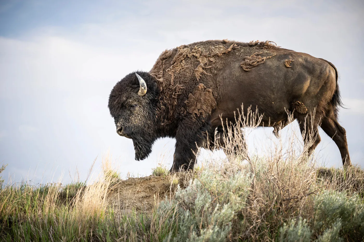 An American bison standing on a grassy ridge in the North Dakota Badlands