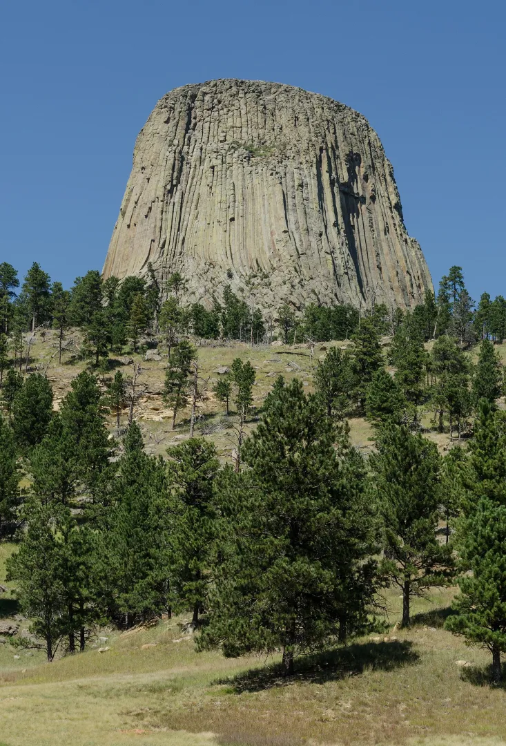 Devils Tower rising above pine forest in Wyoming