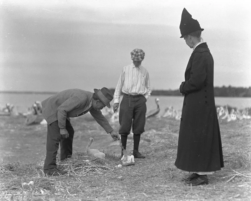 Warden Paul Kroegel showing visitors the nesting birds at Pelican Island, early 1900s