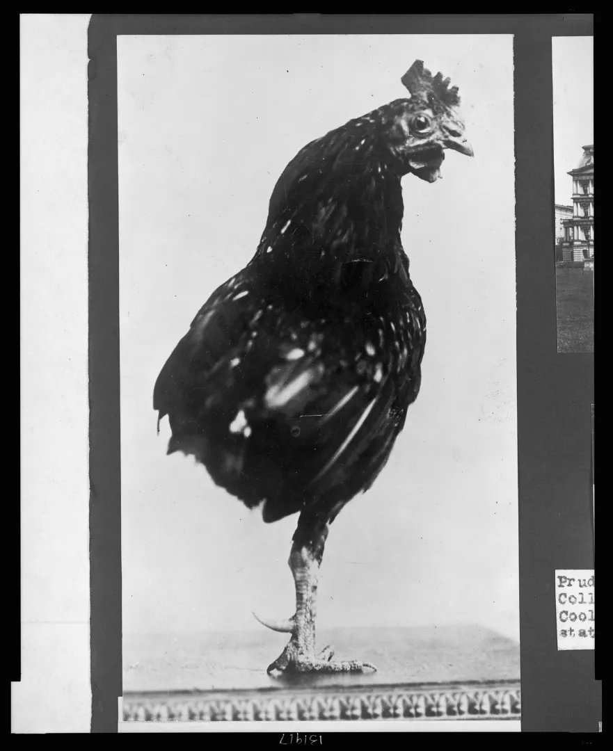 A one-legged rooster, a pet of the Roosevelt children