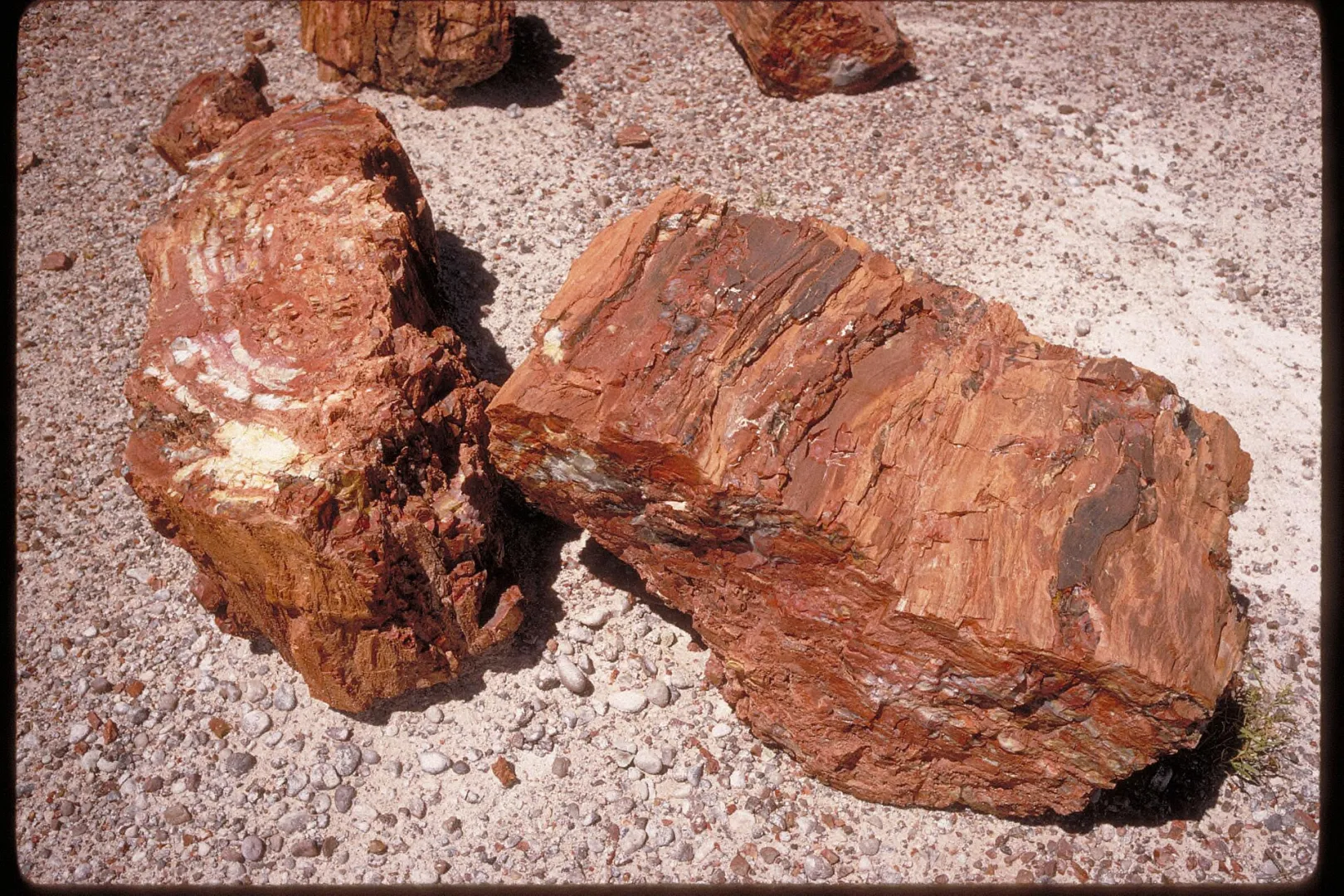 Fossilized logs at Petrified Forest National Park, Arizona