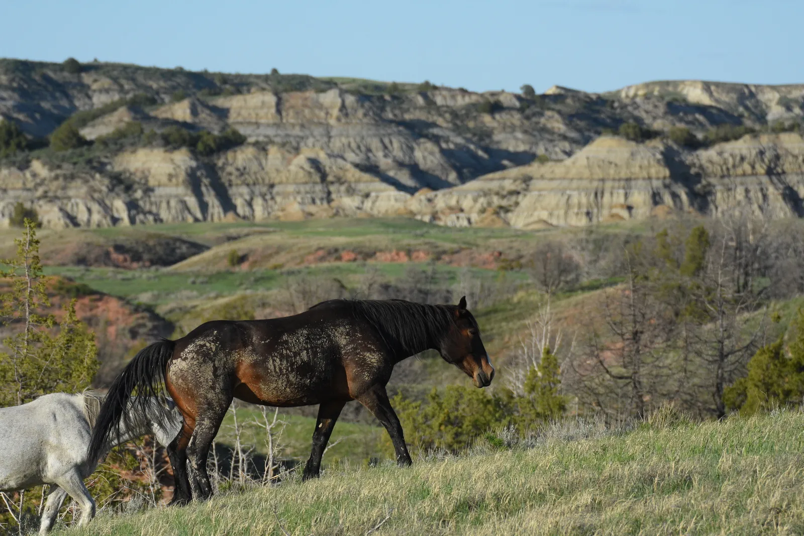 Wild horses grazing beneath colorful eroded badlands cliffs in Theodore Roosevelt National Park