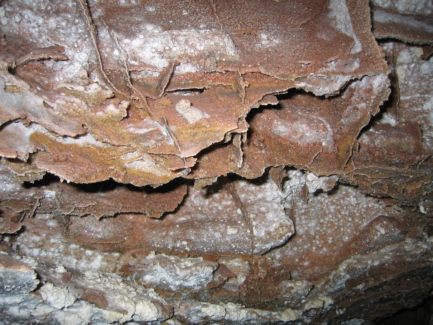 Honeycomb boxwork calcite formations lining a passage in Wind Cave