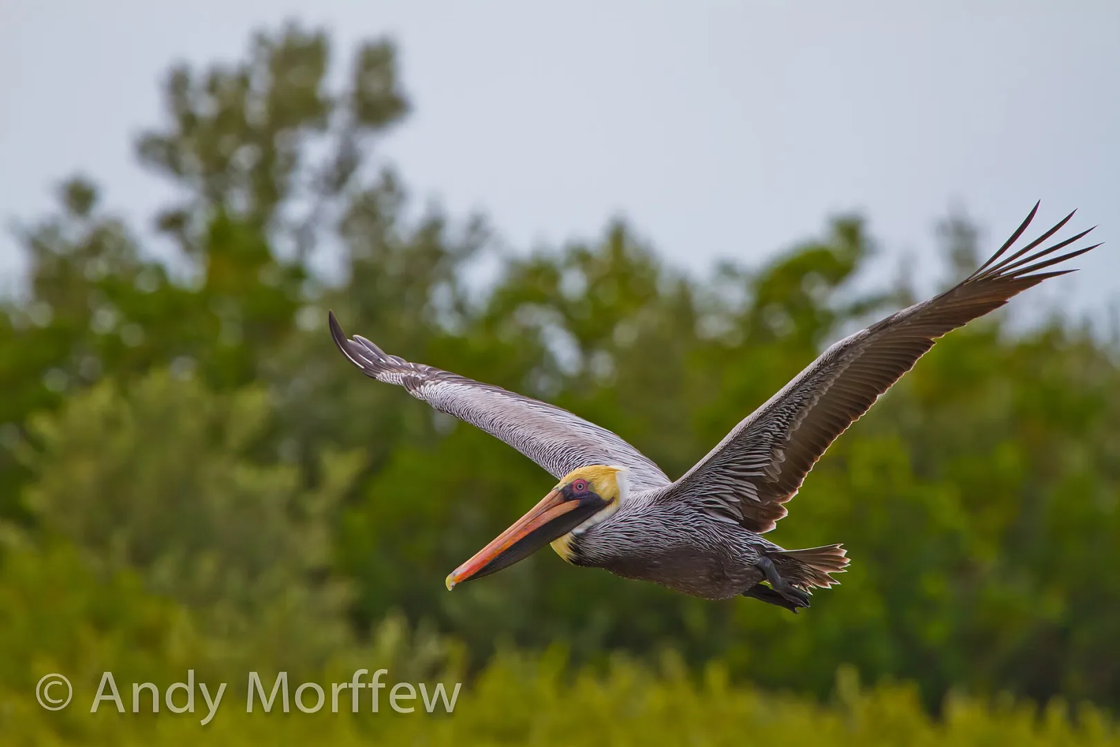 A brown pelican in flight over coastal marsh