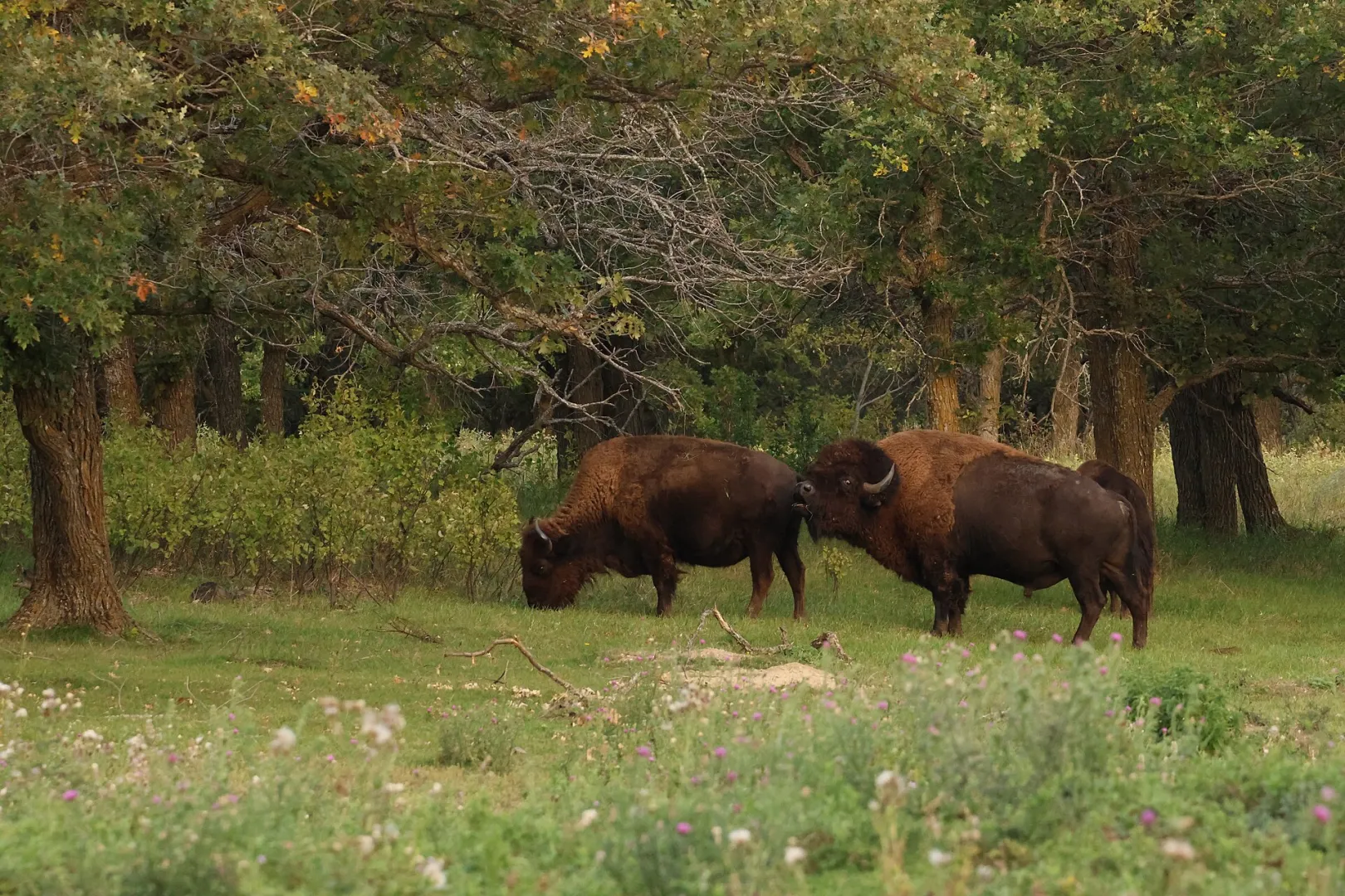 Two American bison grazing at the edge of woodland in North Dakota