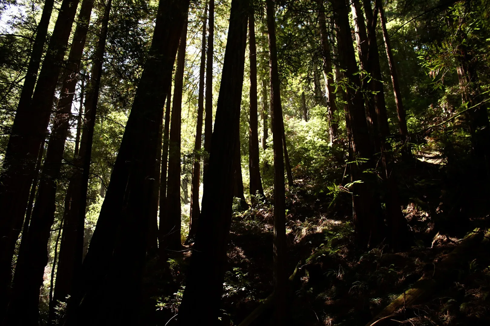 Towering coast redwoods in Muir Woods, California