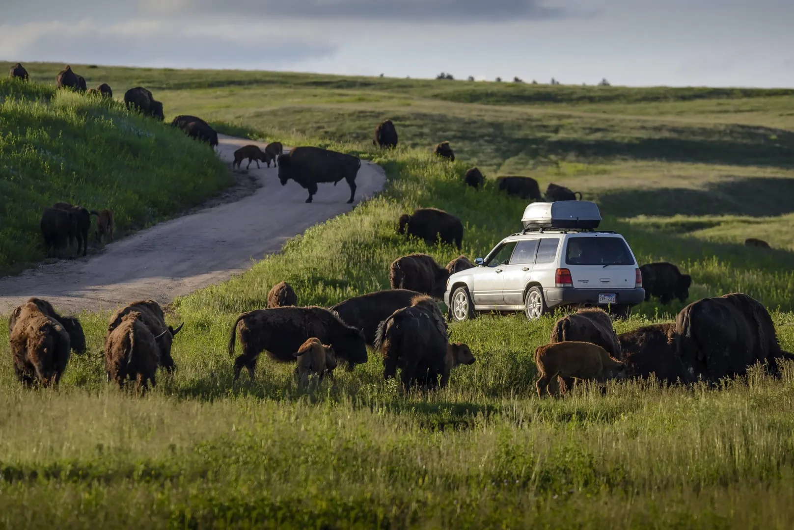 A herd of bison grazing beside the Wildlife Loop Road in Custer State Park, with a car stopped among them