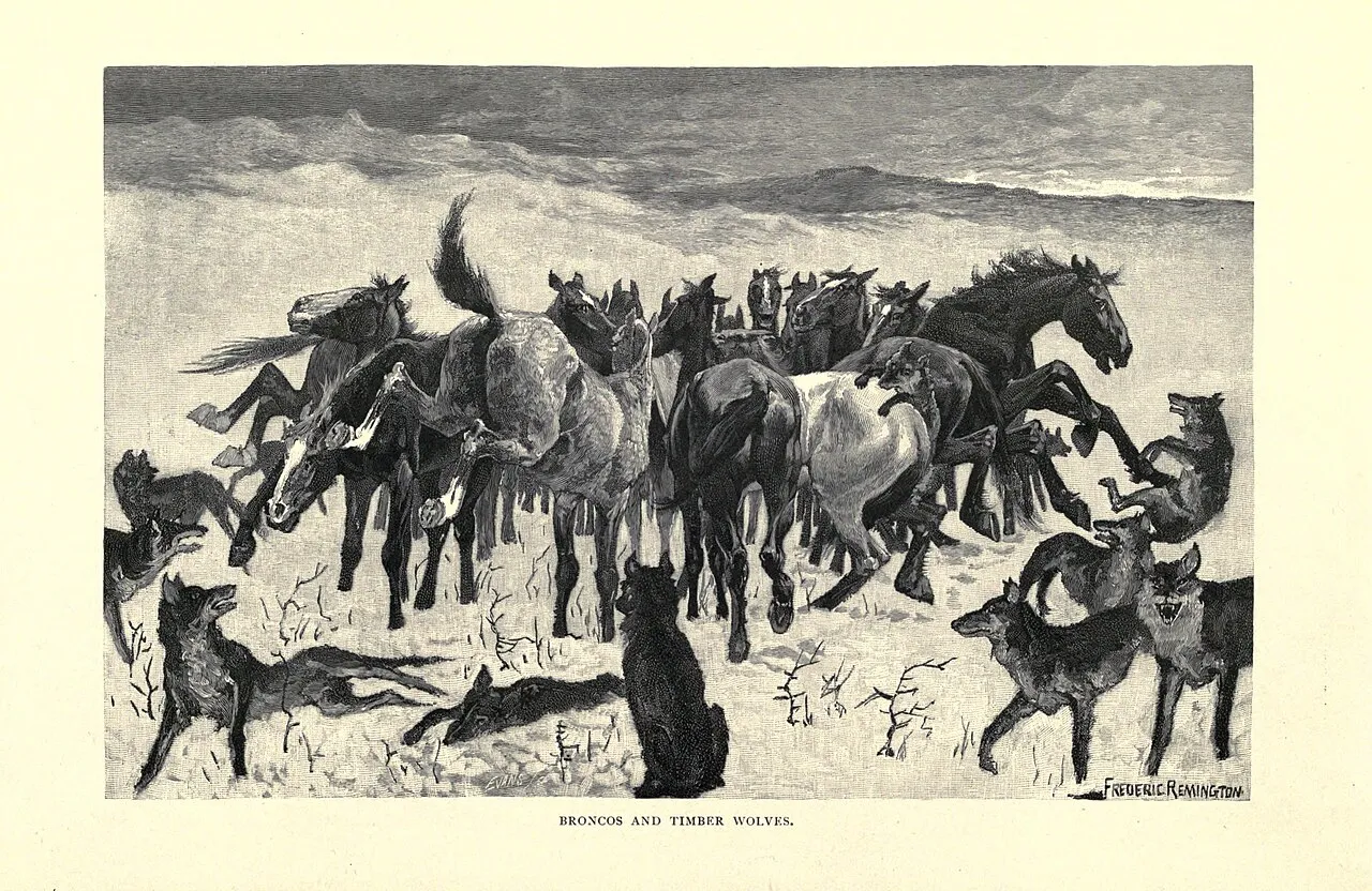 Frederic Remington illustration of a horse herd beset by timber wolves