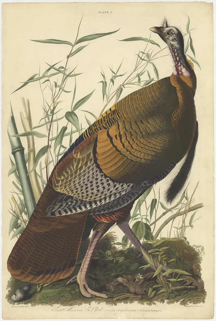 John James Audubon's plate of the wild turkey from The Birds of America