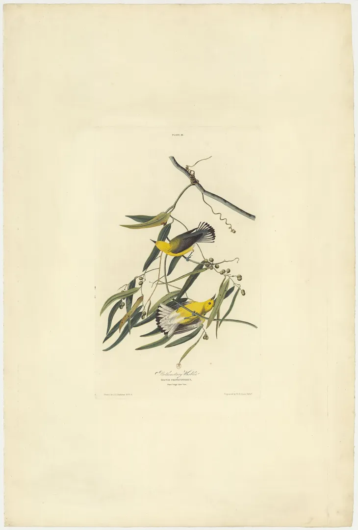 John James Audubon's plate of the prothonotary warbler