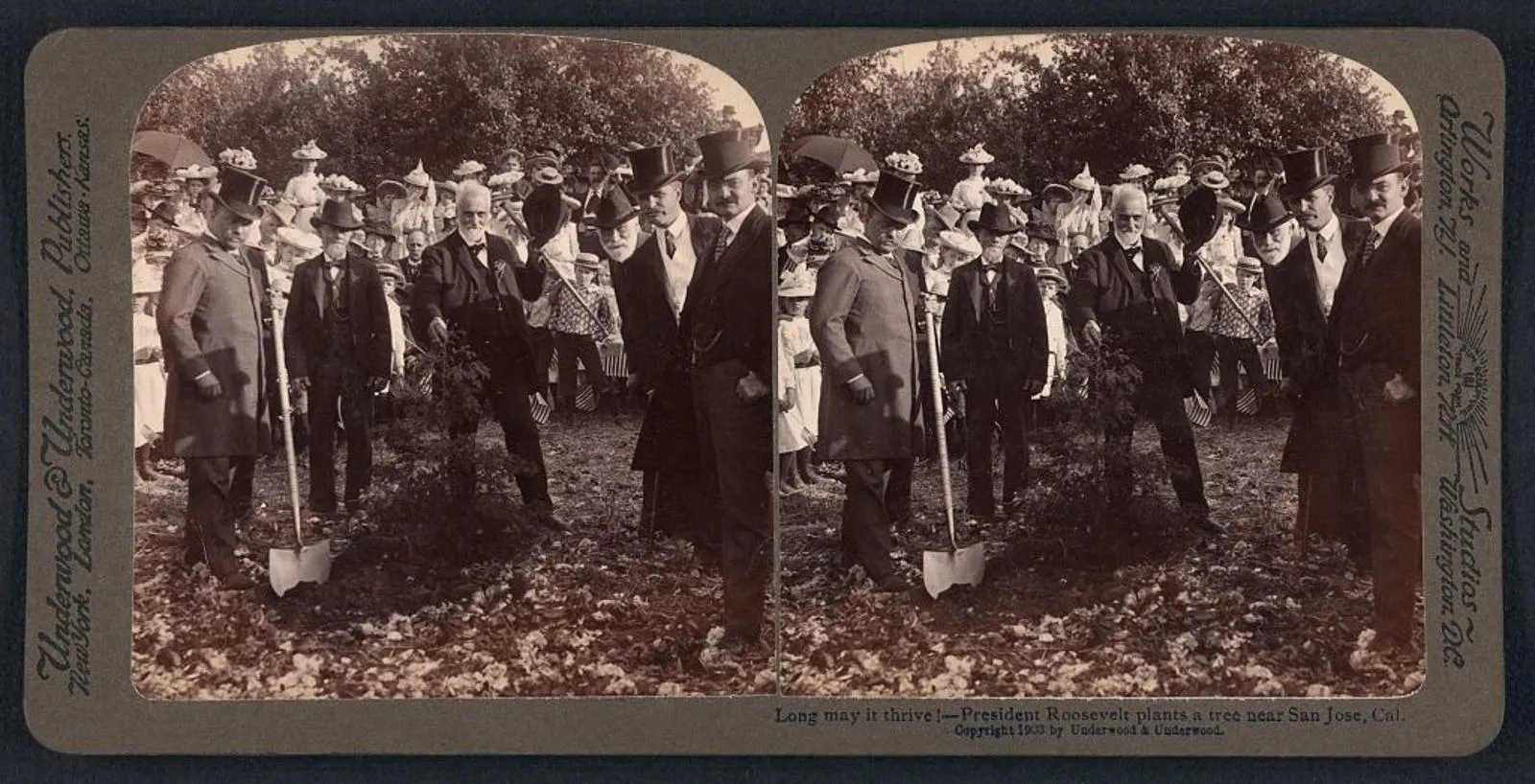 Theodore Roosevelt with a spade planting a tree near San Jose, California, 1903