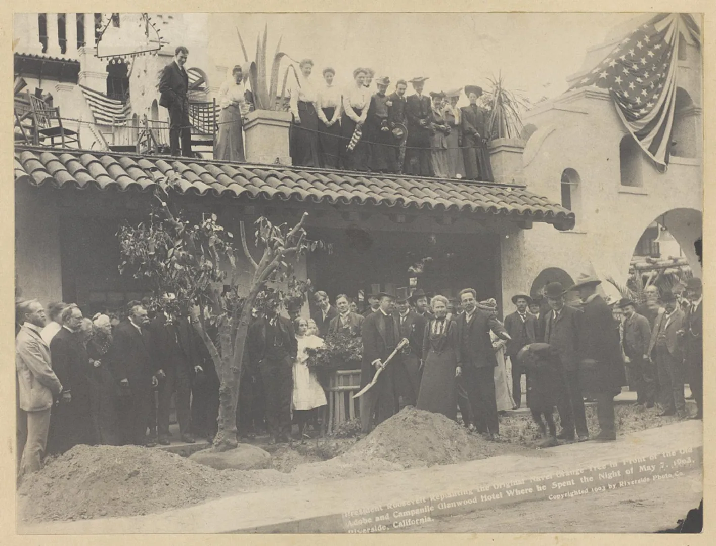 Theodore Roosevelt replanting a navel orange tree before a crowd at the Glenwood Inn, Riverside, California, 1903