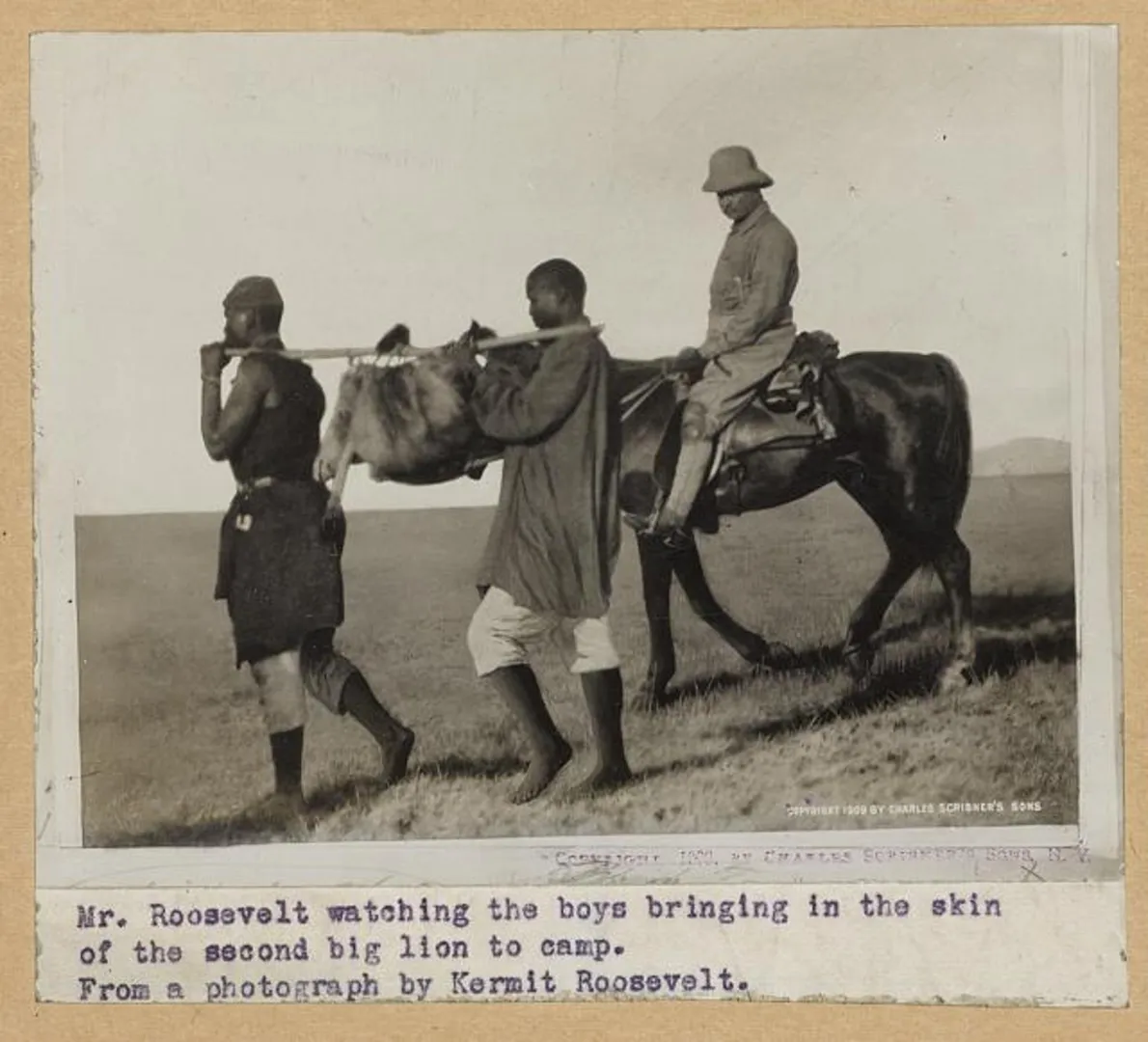 Theodore Roosevelt in a safari camp watching men carry in a lion skin