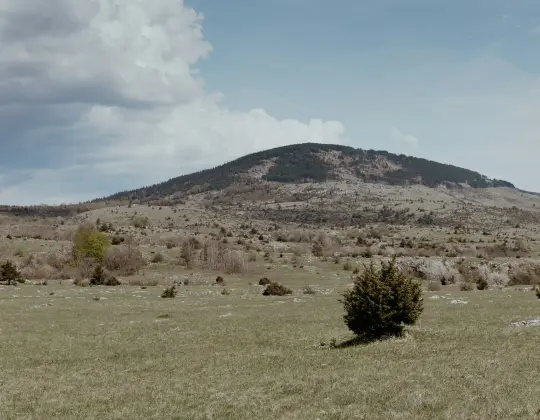 Native Plants Collection