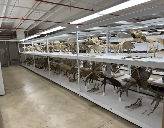 Photograph of antlers