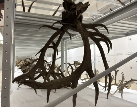 Photograph of intertwined elk horns