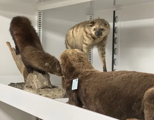 Photograph of animals that have been taxidermied 
