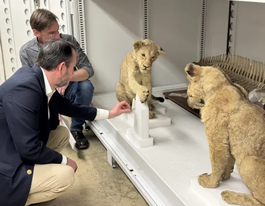 Photograph of lion clubs collected on the Smithsonian Roosevelt Expedition to Africa