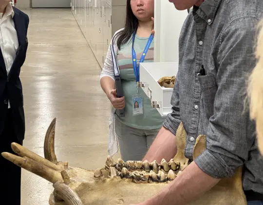 Photograph of hippo jawbone collected on the Smithsonian Roosevelt Expedition to Africa